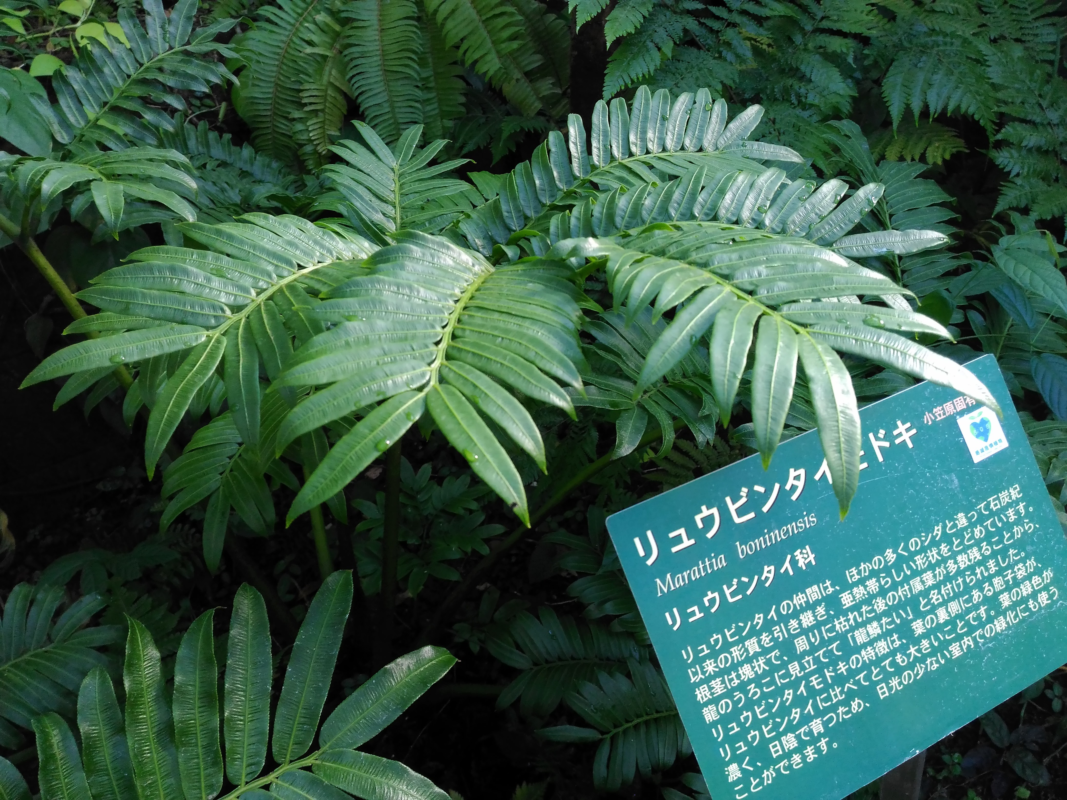 0979-201508_Yumenoshima Tropical Greenhouse Dome 11